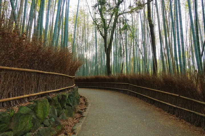 Arashiyama bamboo path