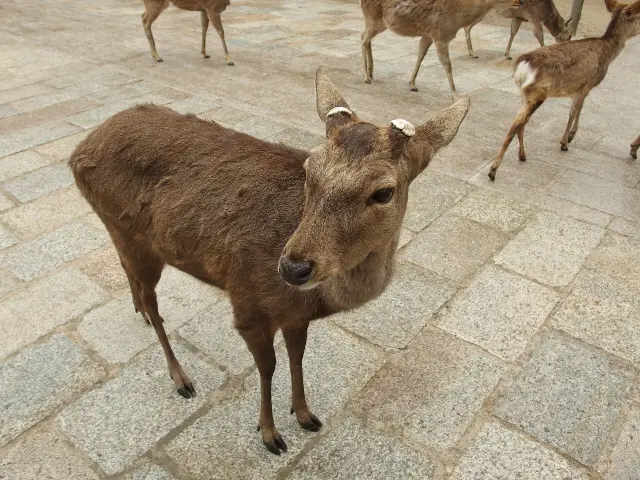 Nara's deer